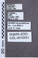 Etikette zu Calais colffsi (NHMW-ZOO-COL-0010431)